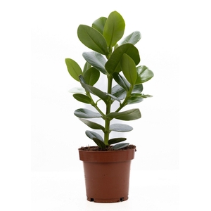 Clusia Rosea Princess P&PURE Collection