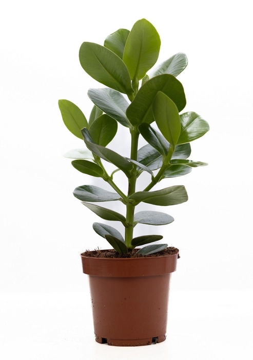 <h4>Clusia Rosea Princess P&PURE Collection</h4>