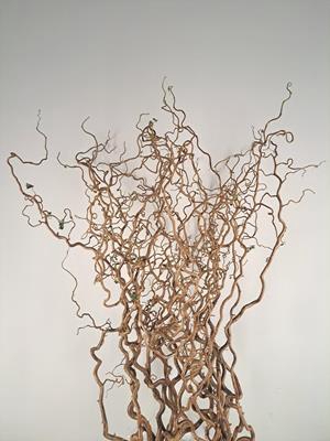 <h4>Corylus (2-jarig)</h4>