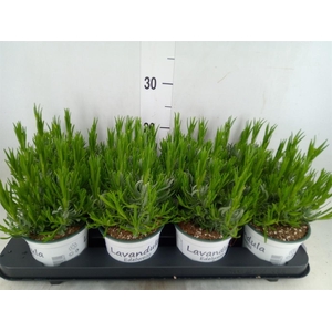 Lavandula interm. 'Edelweiss'