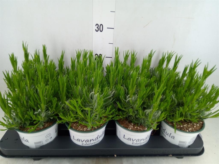<h4>Lavandula interm. 'Edelweiss'</h4>