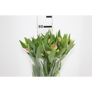 ALSTROEMERIA DUBAI 080 CM