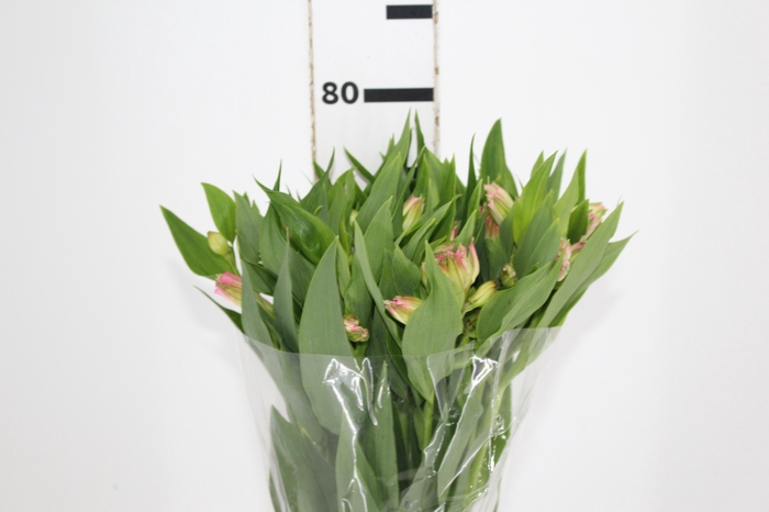 ALSTROEMERIA DUBAI 080 CM