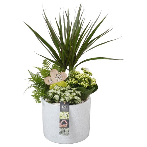 <h4>PTIB7453 Arrangementen kamerplanten</h4>