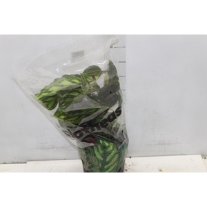 CALATHEA FLAMESTAR P17