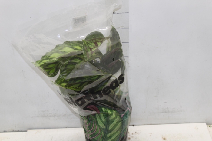 <h4>CALATHEA FLAMESTAR P17</h4>