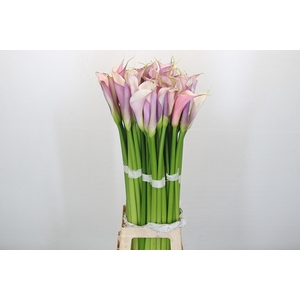 Zantedeschia Eydolls Purple White