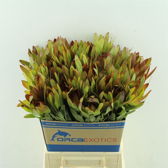 <h4>Leucadendron Ay African Sky</h4>