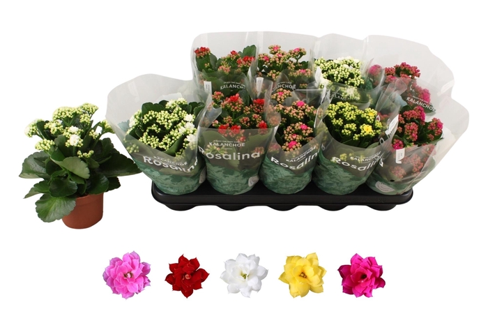 <h4>KAL GE RO GEM 5 KL</h4>