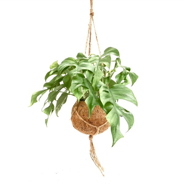 <h4>Kokodama 17 cm Monstera Minima</h4>