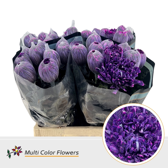 <h4>Chr G Antonov Vice City</h4>