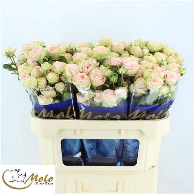 <h4>R TR SWEET GISELLE!</h4>