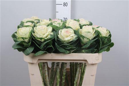 <h4>Brass White Crane</h4>