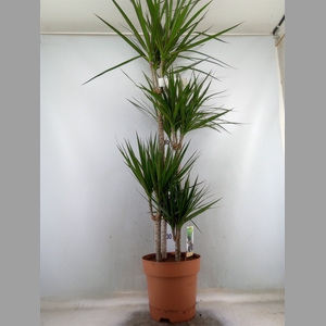 Dracaena marg.