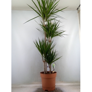Dracaena marg.