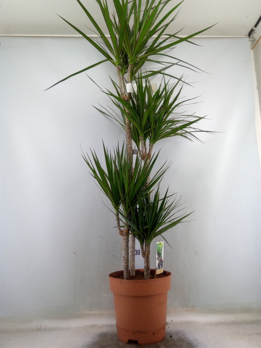 <h4>Dracaena marg.</h4>