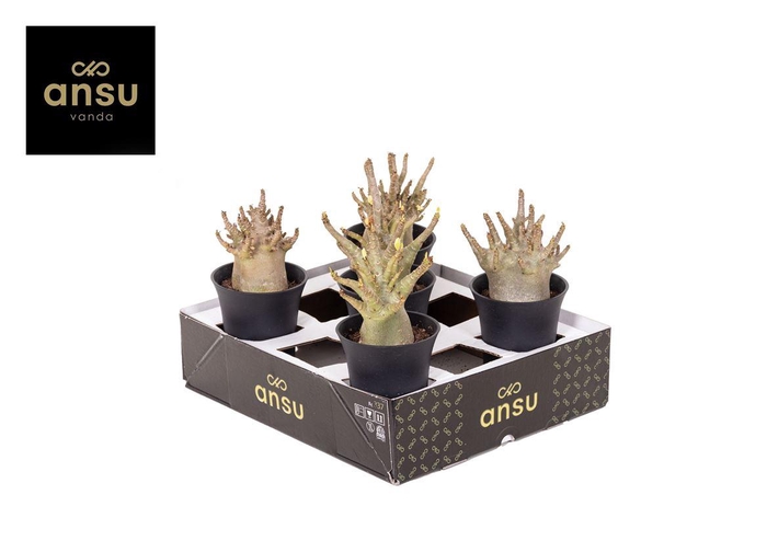 <h4>Adenium Ansu Baobab (ne fleurit pas)</h4>