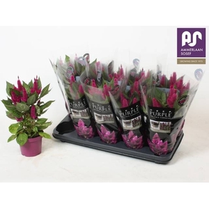 CEL DEEP PURPLE