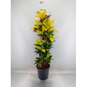 Codiaeum var. KL 'Mrs Iceton'