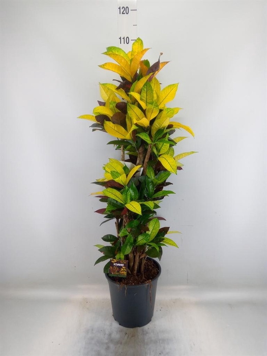 <h4>Codiaeum var. KL 'Mrs Iceton'</h4>