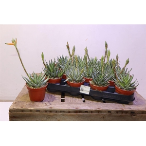 arr8 Aloe Humilis