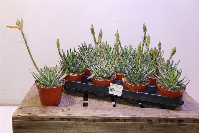 <h4>arr8 Aloe Humilis</h4>