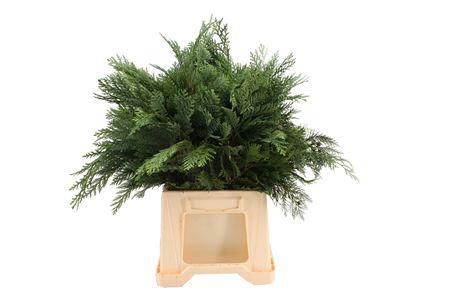 <h4>Chamaecyparis obtusa 'Loenik' per bos</h4>