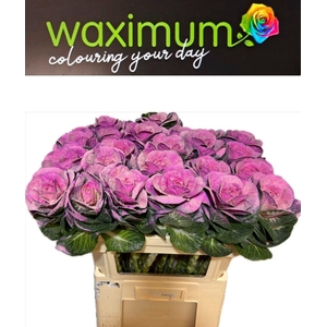 Brassica Fluweel Roze 70cm