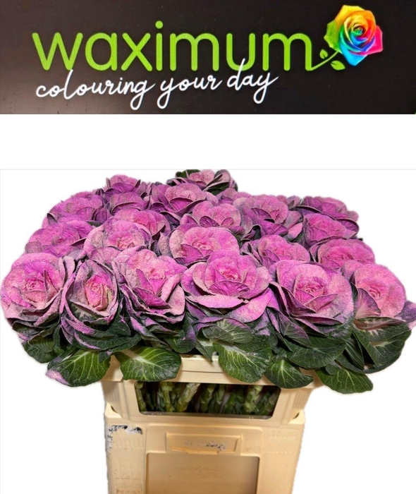 <h4>Brassica Fluweel Roze 70cm</h4>