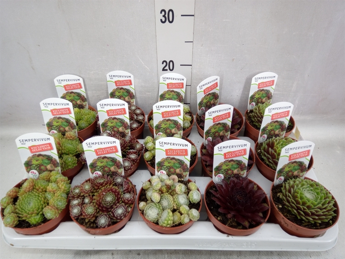 <h4>Sempervivum   ...mix</h4>