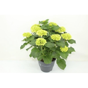 Hydrangea Macrophylla wit Crystal Palace, beperkt leverbaar