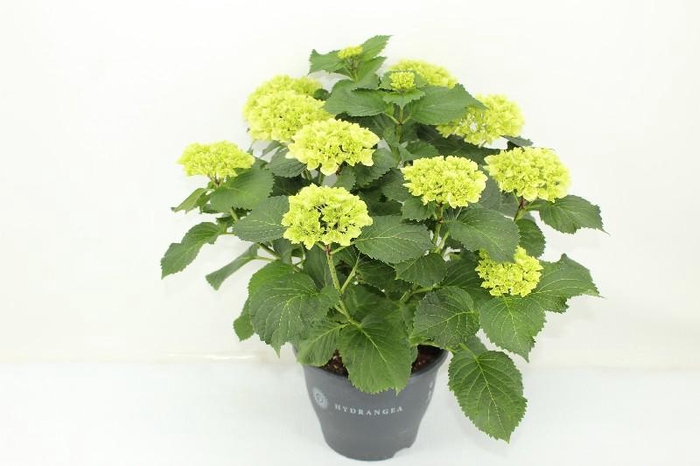 <h4>Hydrangea Macrophylla wit Crystal Palace, beperkt leverbaar</h4>