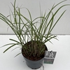 Miscanthus 'Ferner Osten' P19 (3ltr)