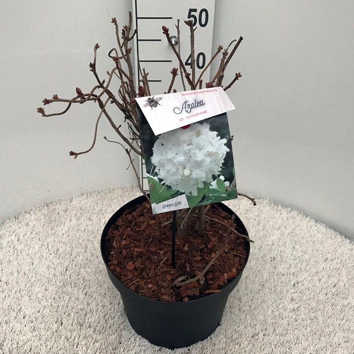 <h4>Rhodo. (AK) 'Whitethroat' white/yellow heart</h4>