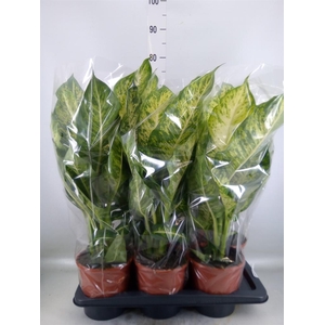 Dieffenbachia  'Mars'