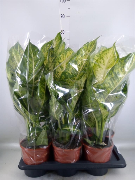 <h4>Dieffenbachia  'Mars'</h4>