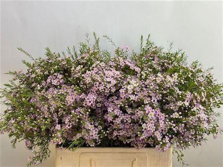 <h4>Chame Un Dori</h4>