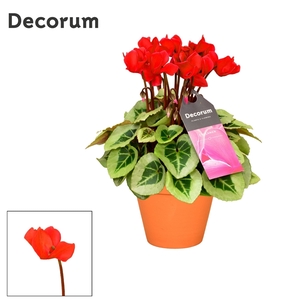 Cyclaam Picasso Red Terra Cotta