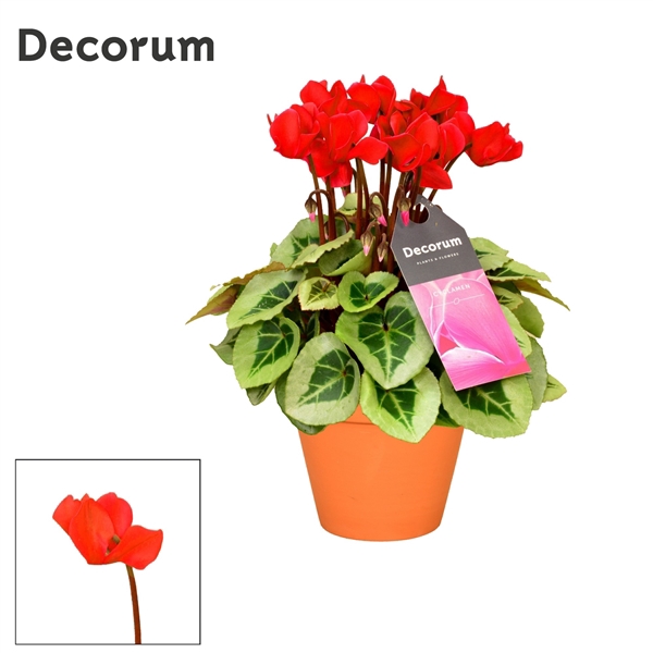<h4>Cyclaam Picasso Red Terra Cotta</h4>