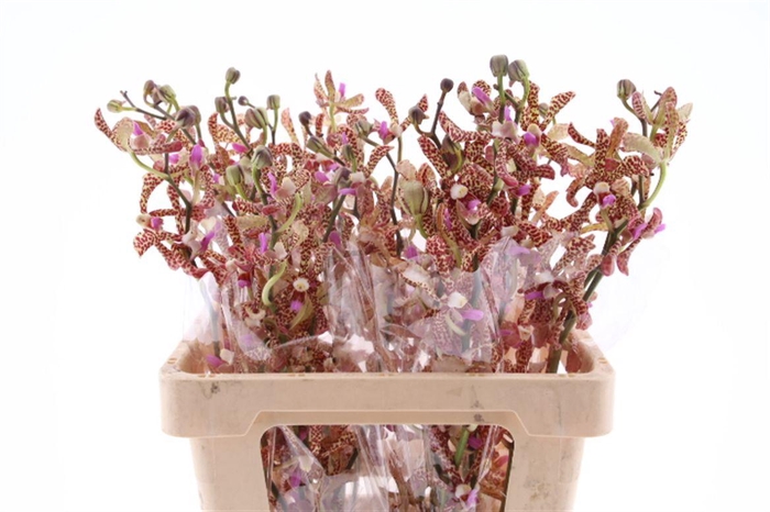 <h4>Mok Pata Brown L</h4>