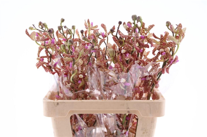 <h4>Mok Pata Brown L</h4>