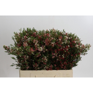 Chamelaucium My Sweet 16