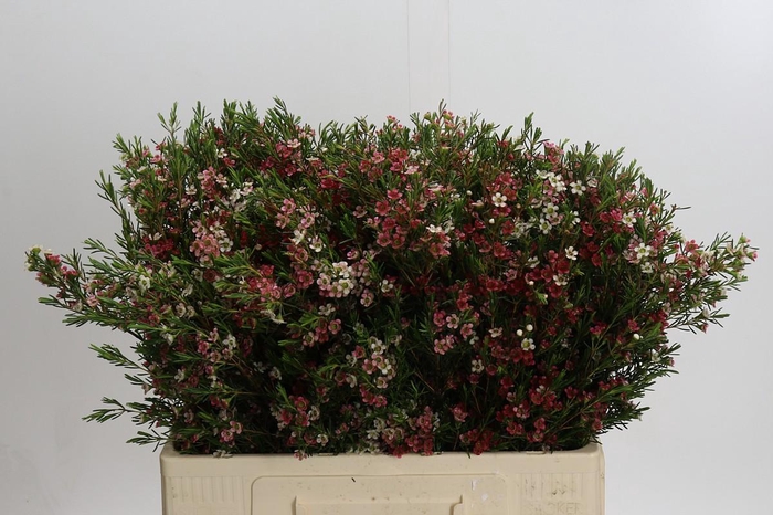 <h4>Chamelaucium My Sweet 16</h4>