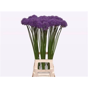 Allium Gladiator