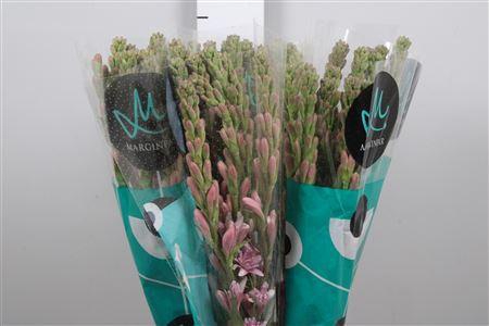 <h4>Poliant Elle Pink</h4>