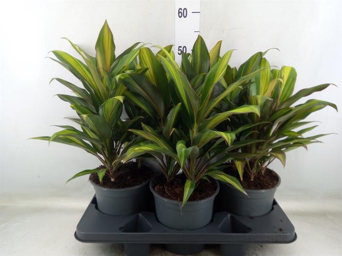 <h4>Cordyline fruti. 'Kiwi'</h4>