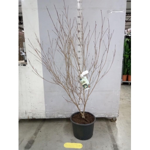 Cornus kousa 'Milky Way'