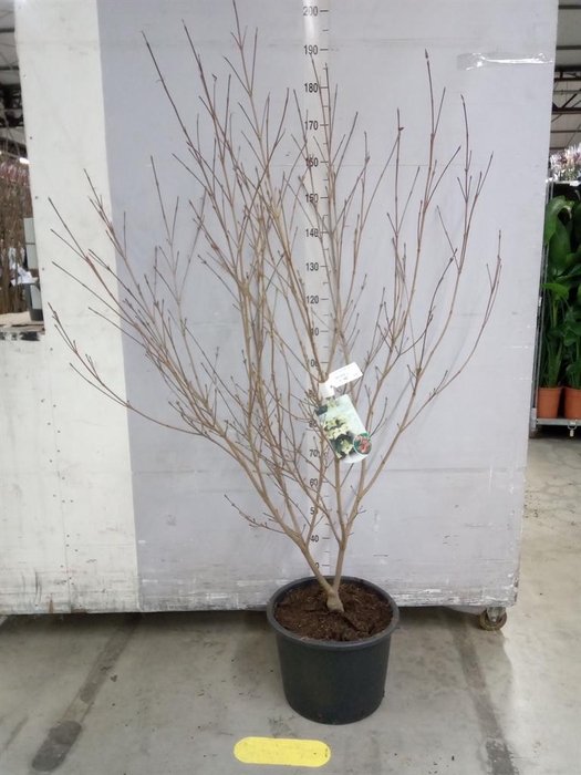 <h4>Cornus kousa 'Milky Way'</h4>