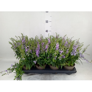 Angelonia  'Serena Purple'