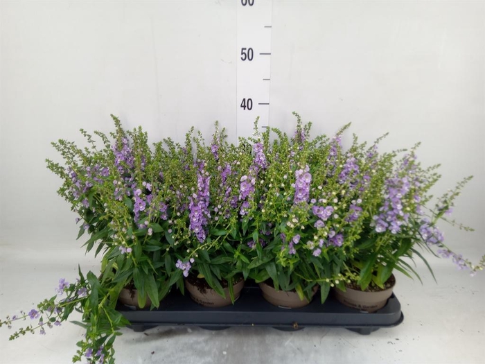 <h4>Angelonia  'Serena Purple'</h4>